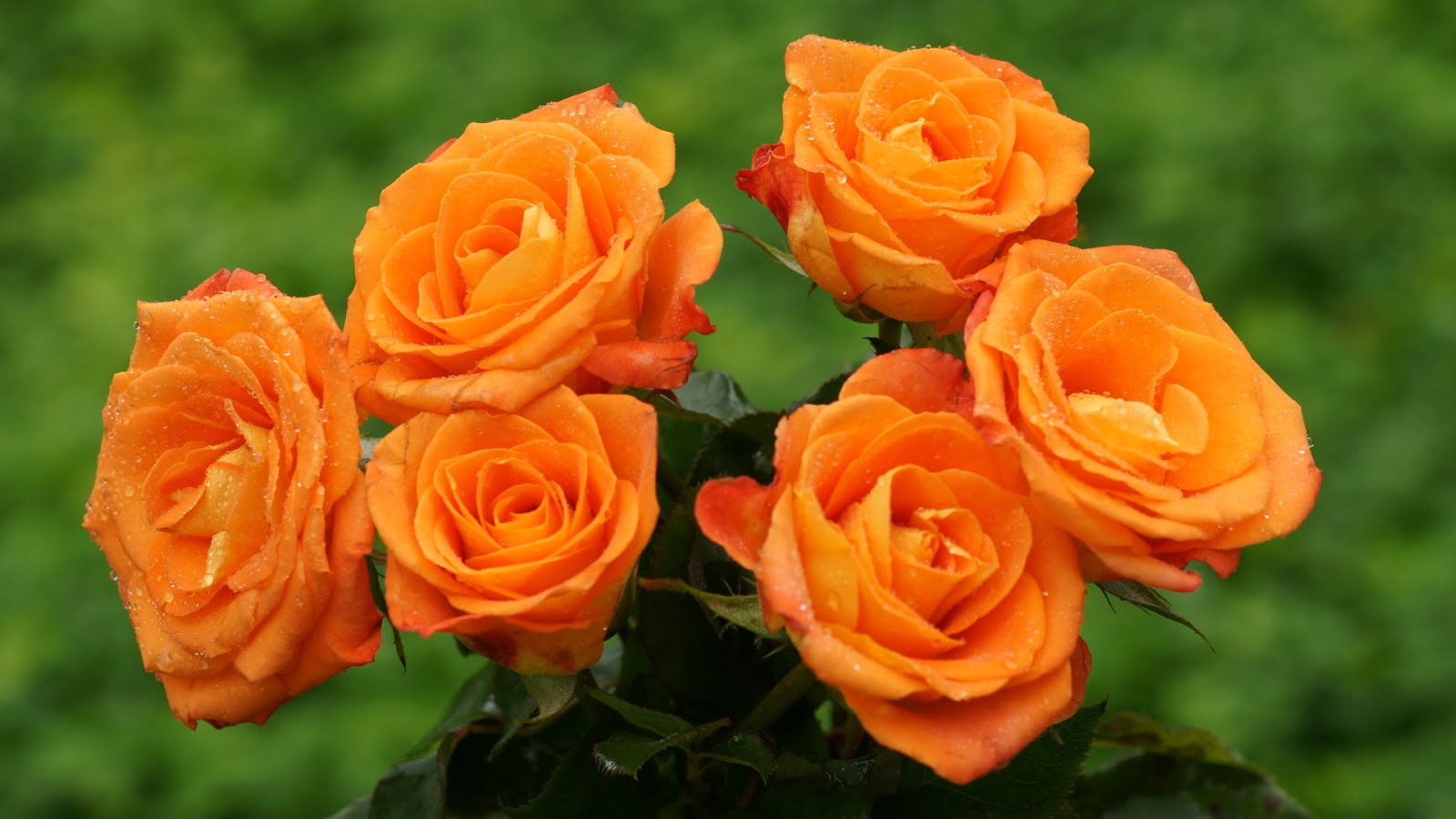 розы, оранжевые, красиво загрузить